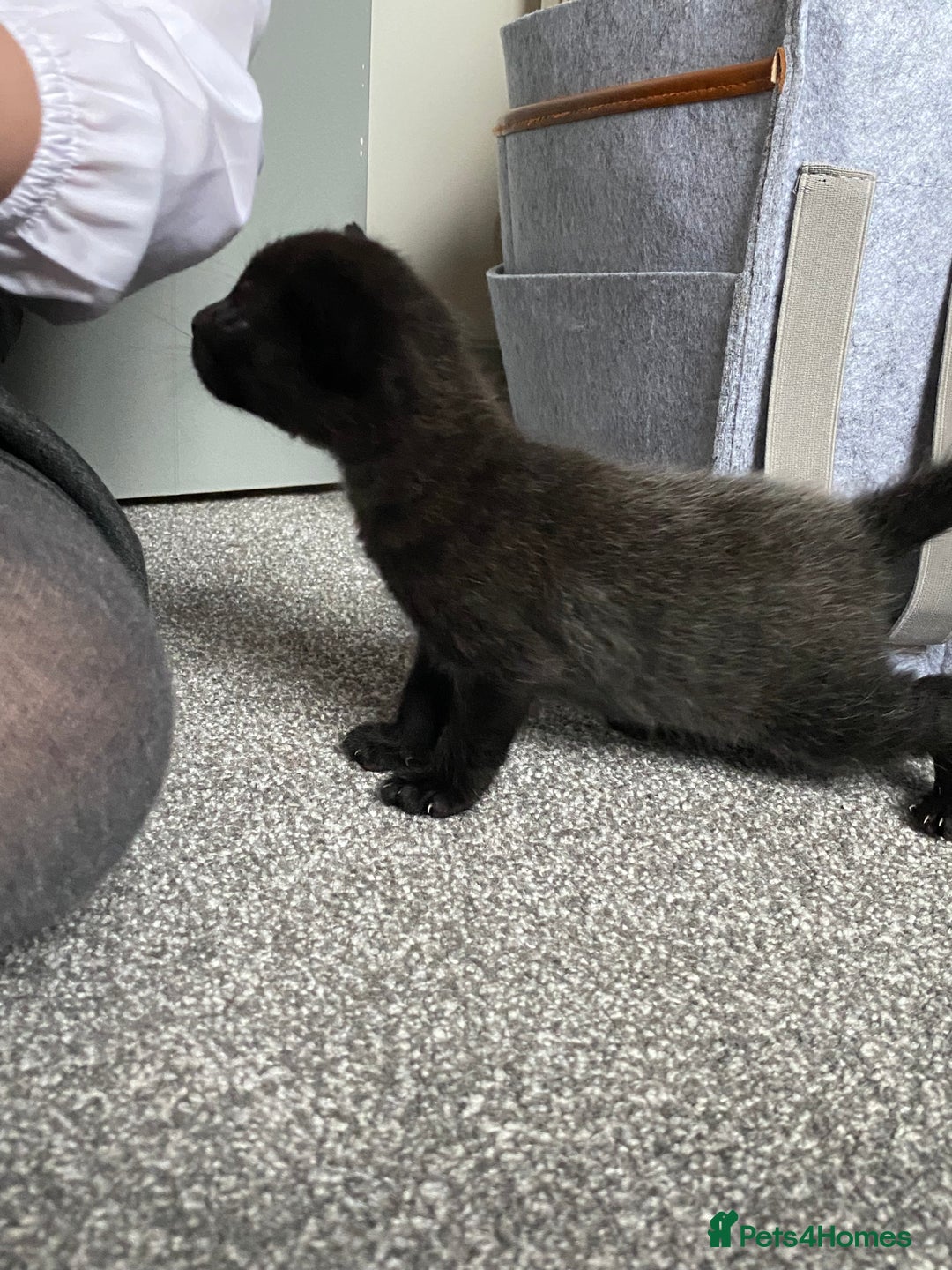 Domestic Shorthair cats for sale: Black kittens - Image 4