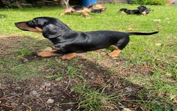 Mixed Breed dogs for sale: Dachshund Crosses - Image 10