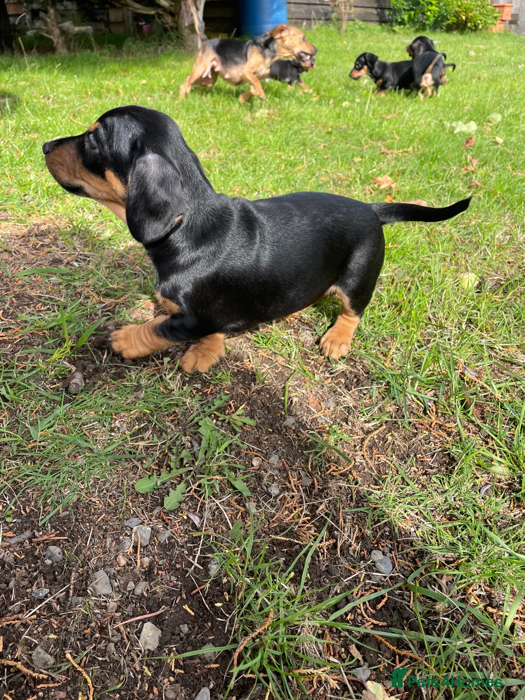 Mixed Breed dogs for sale: Dachshund Crosses - Image 10