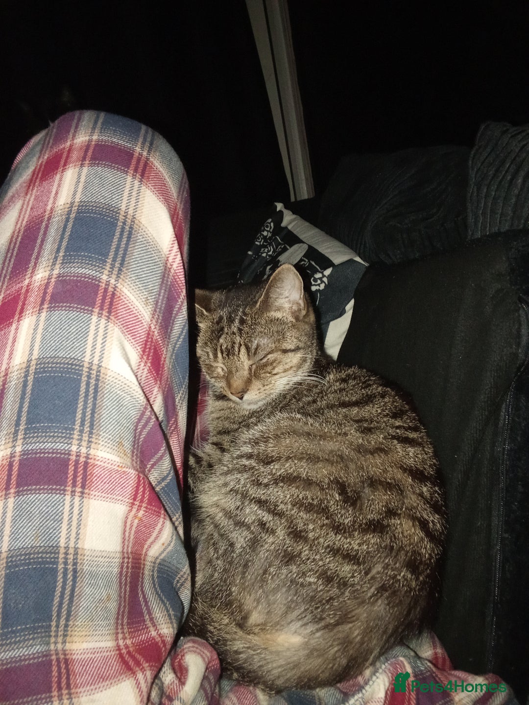 Mixed Breed cats for sale: Looking for her urgent forever home! - Advert 1