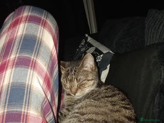 Mixed Breed cats Looking for her urgent forever home! - Advert 17