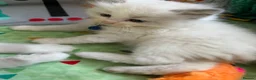 Ragdoll cats for sale: GCCF Reg Purebred Ragdoll kittens - Advert 2
