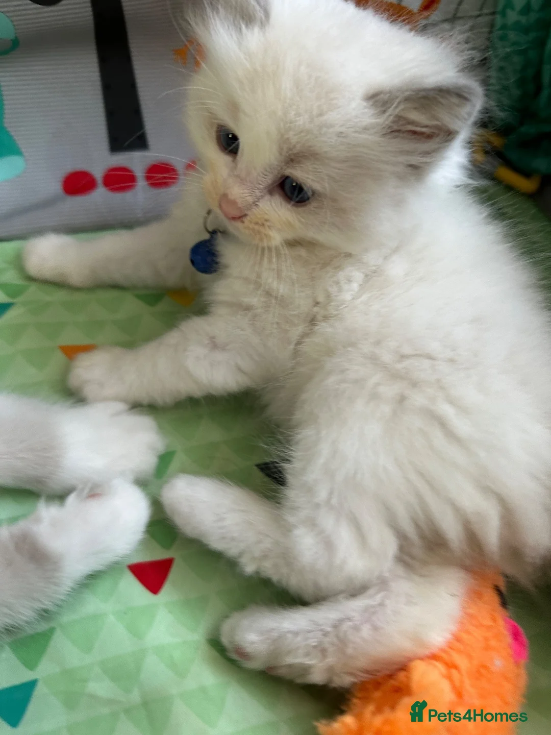 Ragdoll cats for sale: GCCF Reg Purebred Ragdoll kittens - Advert 2