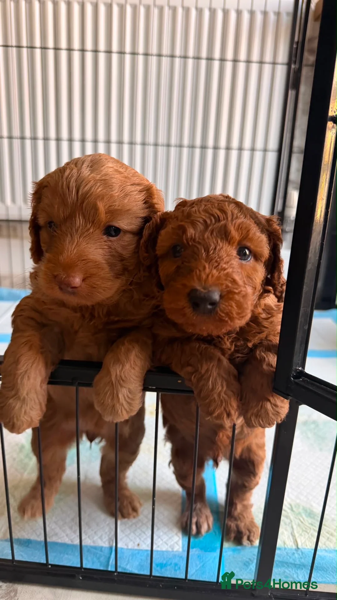 Cockapoo dogs for sale: Cockapoo puppies  - Advert 1