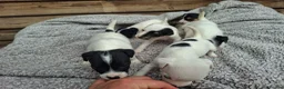 Jack Russell dogs for sale: Outstanding Jack Russel puppies - Advert 14