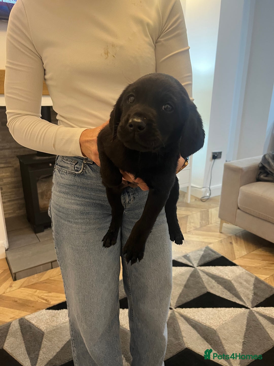 Labrador Retriever dogs for sale: Black working Labrador puppies  - Image 2