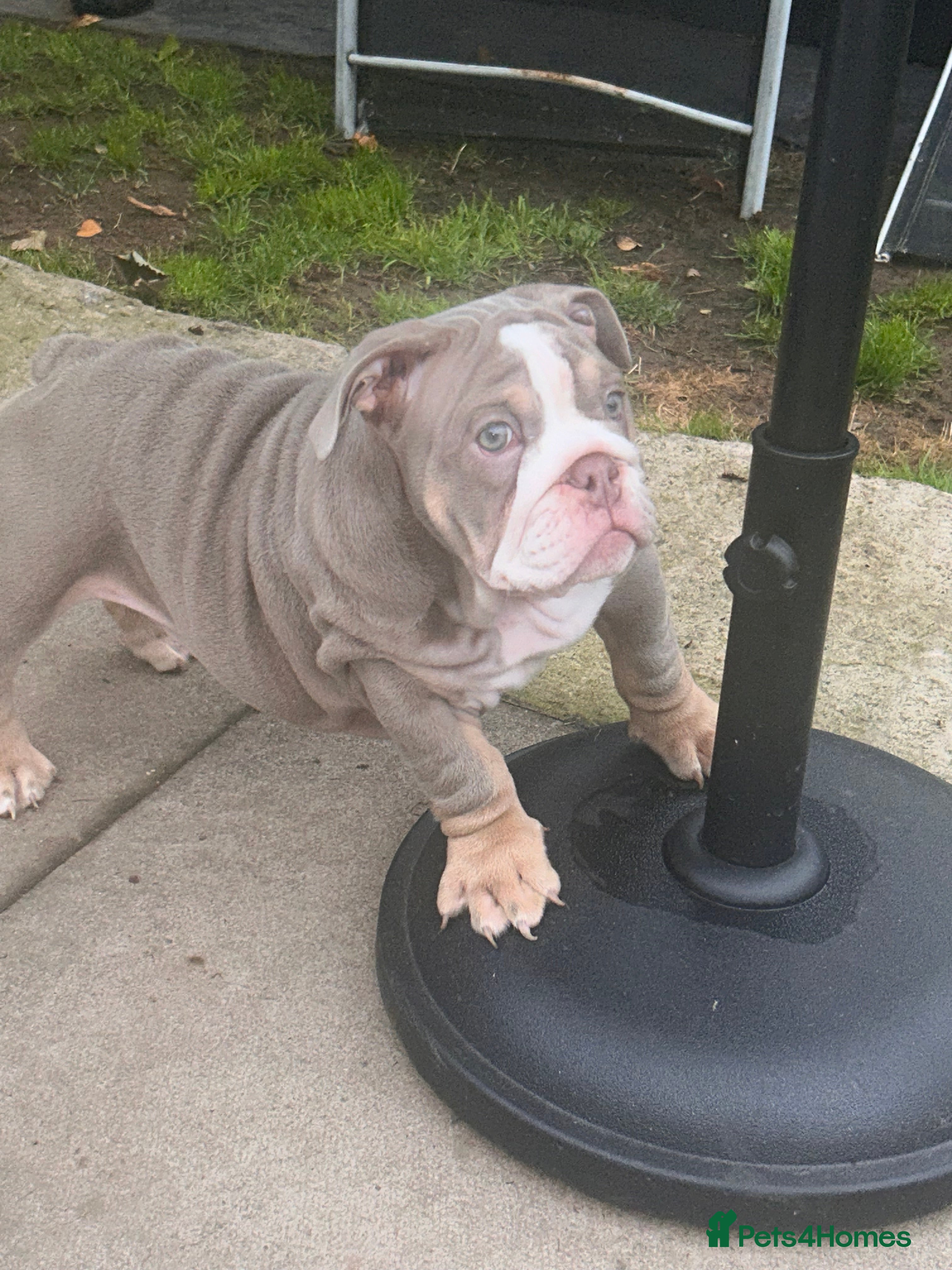 English Bulldog dogs Winnie’s amazing litter of 6 beautiful babies - Advert 2