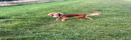 Cocker Spaniel dogs for stud: Athletic (DNA clear)working cocker spaniel - Advert 2