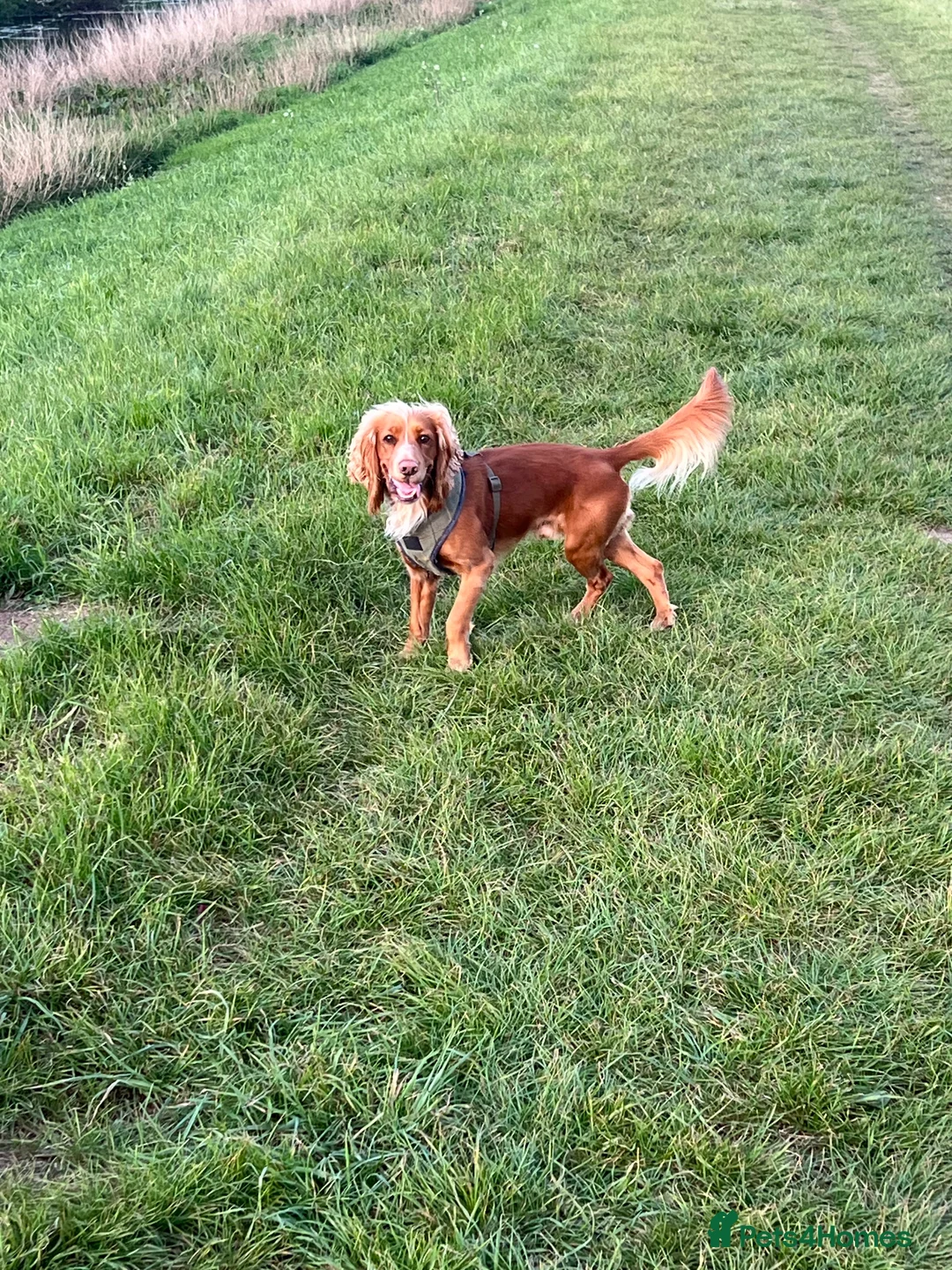 Cocker Spaniel dogs for stud: Athletic (DNA clear)working cocker spaniel - Advert 2
