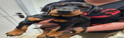 Dobermann dogs for sale: KC registered Dobermann puppies - Advert 4