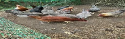 Chickens poultry for sale: Coloured laying POL hybrid hens  - Advert 1
