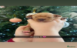 Mixed Breed dogs for sale: Cavalier King Charles x Pomeranian  - Image 6