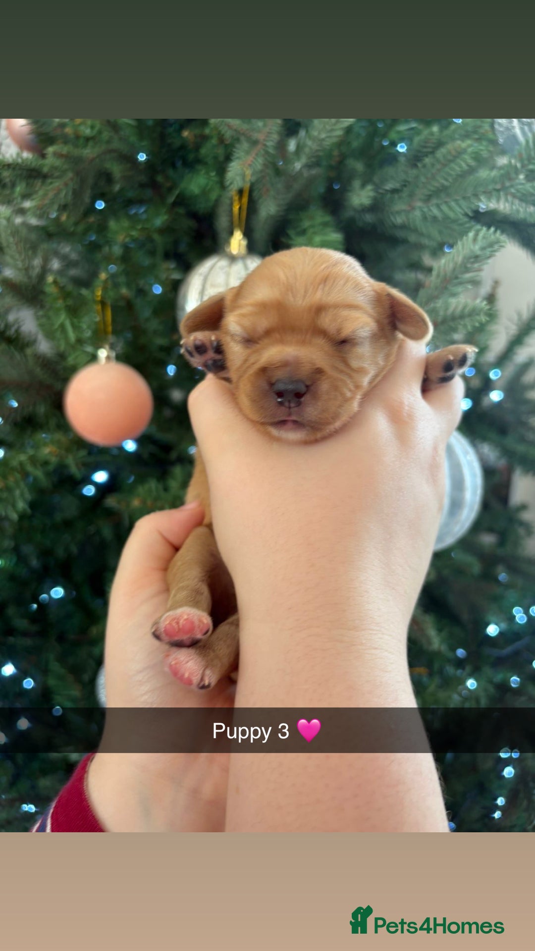 Mixed Breed dogs for sale: Cavalier King Charles x Pomeranian  - Image 6