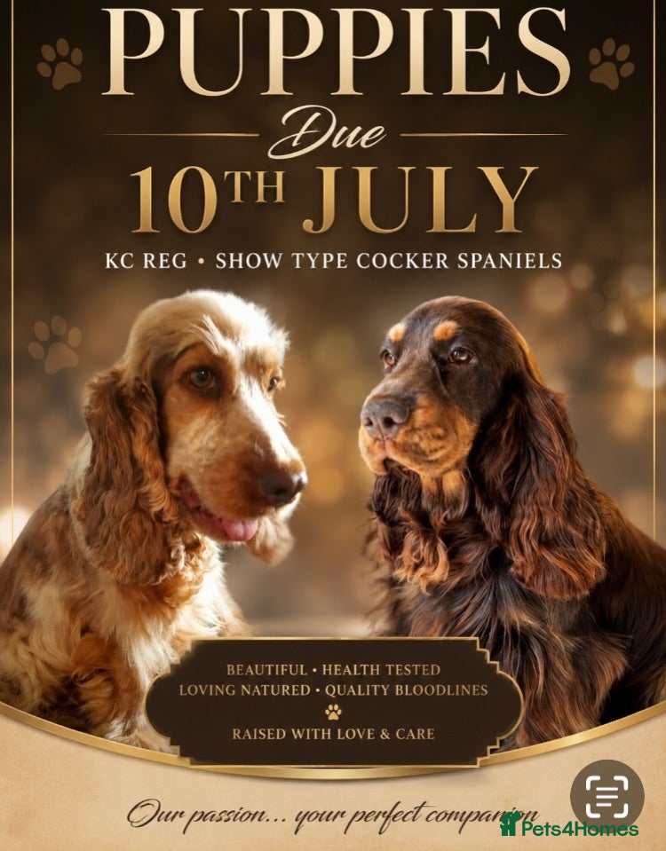 Cocker Spaniel dogs KC Show Type Cocker Spaniels - Advert 1