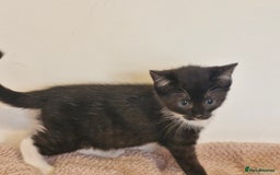 Mixed Breed cats for sale: Beautiful kittens - Image 6