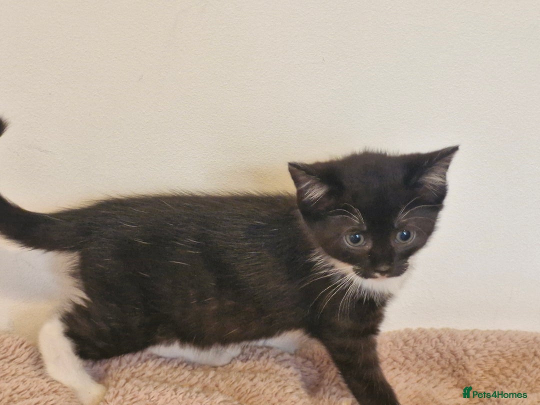 Mixed Breed cats for sale: Beautiful kittens - Image 6