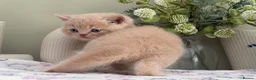 British Shorthair cats for sale: Gorgeous British Kittens - Advert 21
