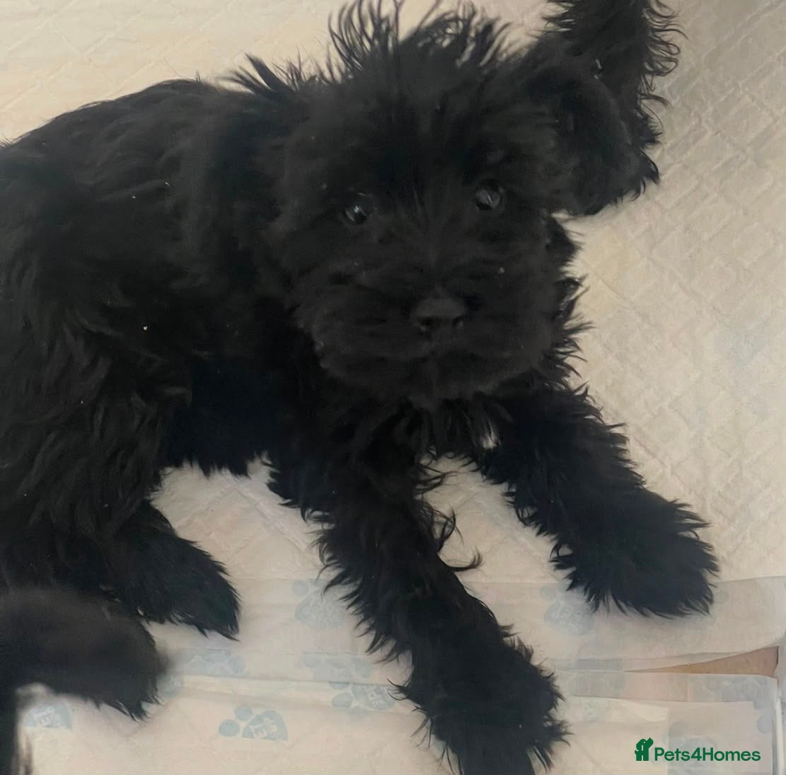 Schnoodle dogs 🐾🐶Schnoodles 🐶🐾 - Advert 16