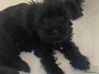 Schnoodle dogs 🐾🐶Schnoodles 🐶🐾 - Advert 16