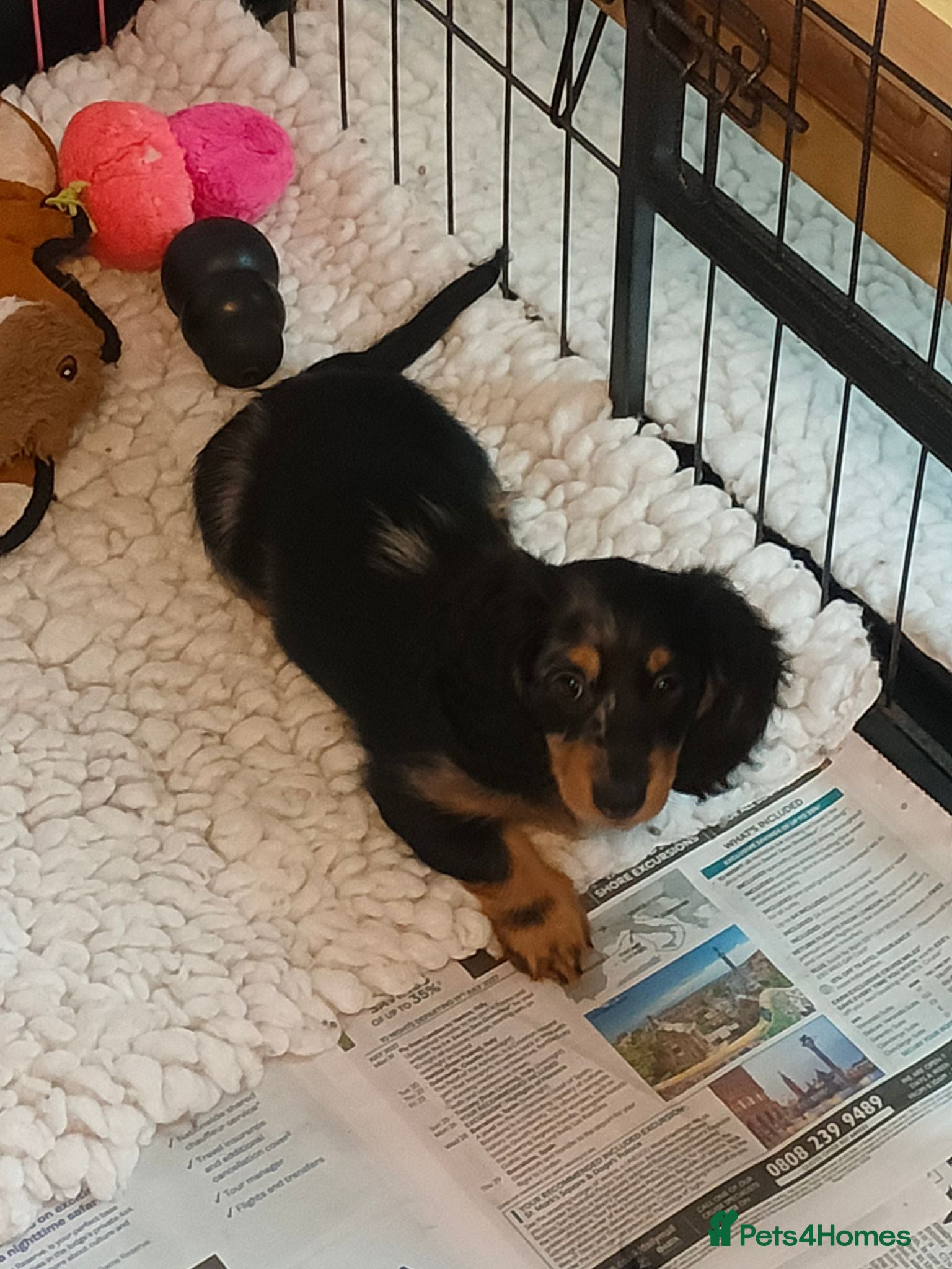 Miniature Dachshund dogs Beautiful female ready to leave to loving home - Advert 2