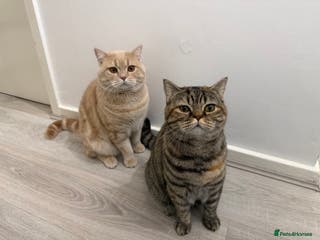 British Shorthair cats Luna & Leo - Advert 6