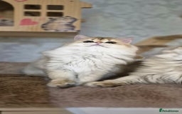 Scottish Fold cats for sale: I girl left! TICA reg. Scottish Fold ready to go - Image 5