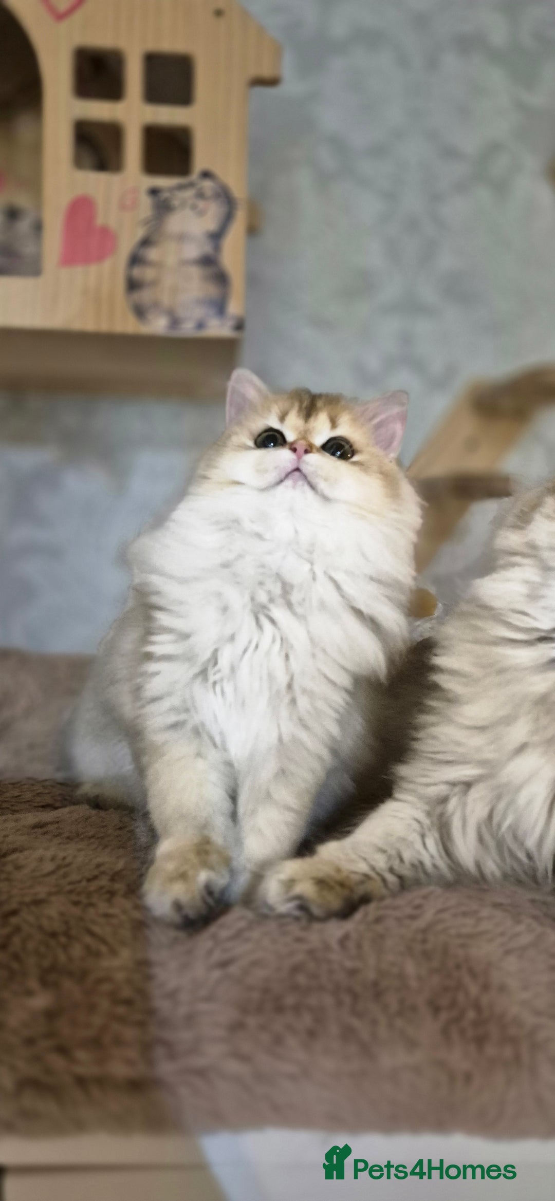 Scottish Fold cats for sale: I girl left! TICA reg. Scottish Fold ready to go - Image 5