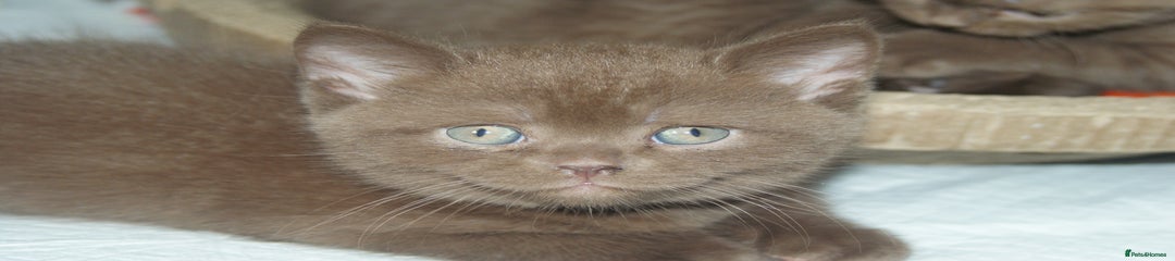 Brown British Shorthair Kitten