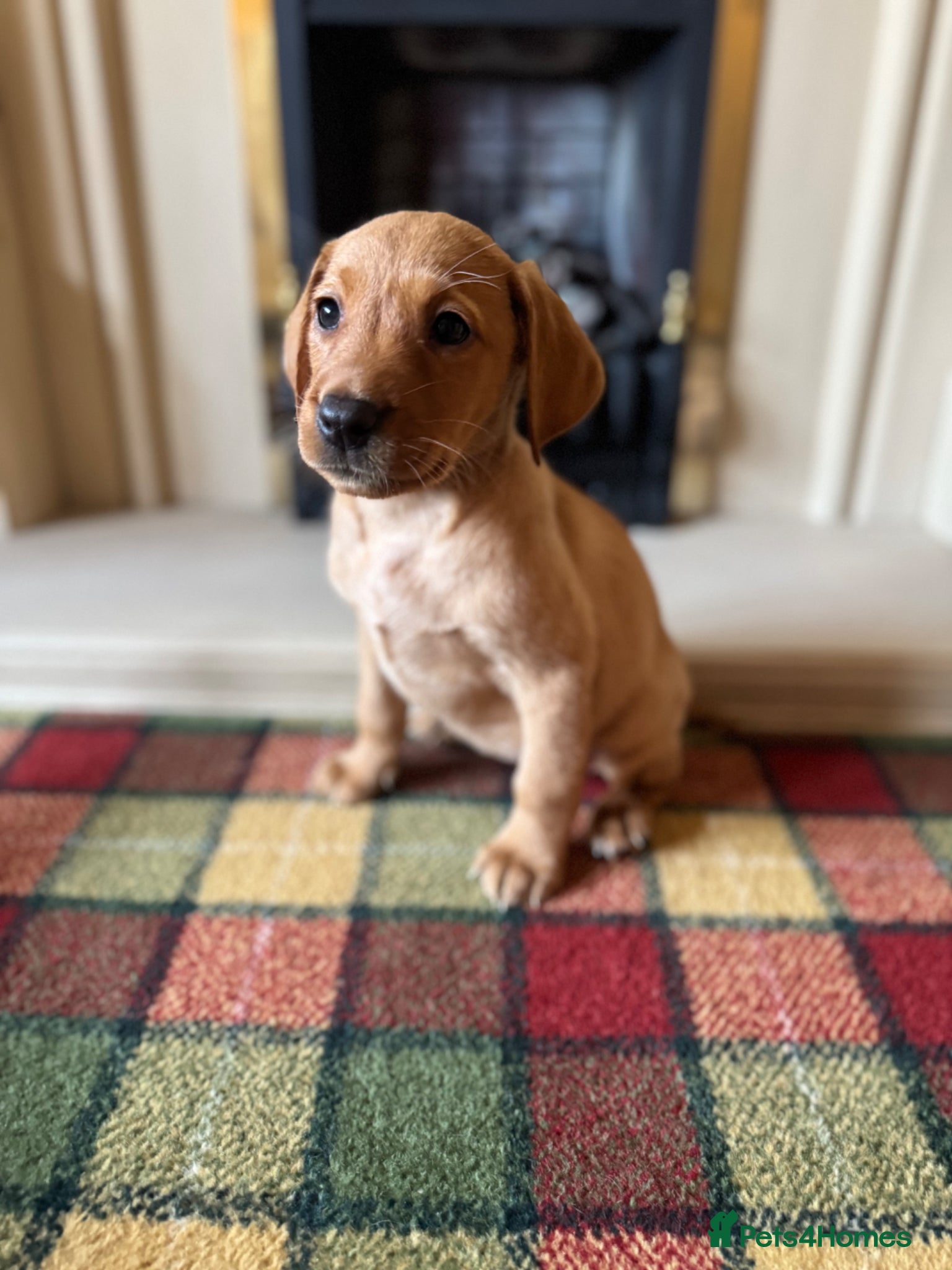 Labrador Retriever dogs Beautiful KC girl- health tested & superb pedigree - Advert 6