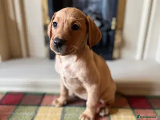 Labrador Retriever dogs Beautiful KC girl- health tested & superb pedigree - Advert 6