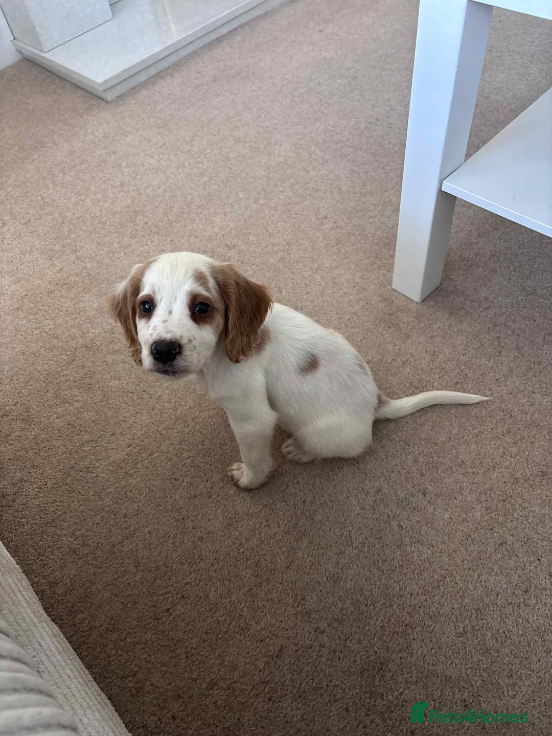 Cocker Spaniel dogs for sale: Marley cocker spaniel - Image 2