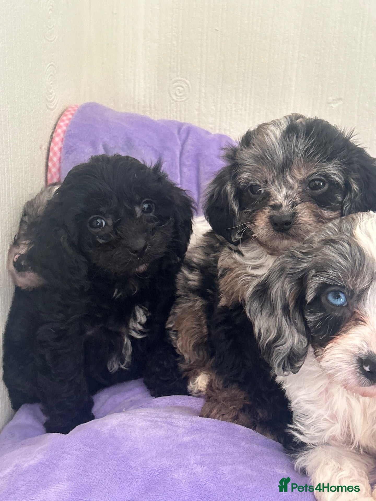 Cavapoo dogs Health tested Cavapoo pups  - Advert 4