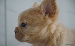 French Bulldog dogs for sale: Exceptional Fluffy French Bulldog Puppies - Image 19