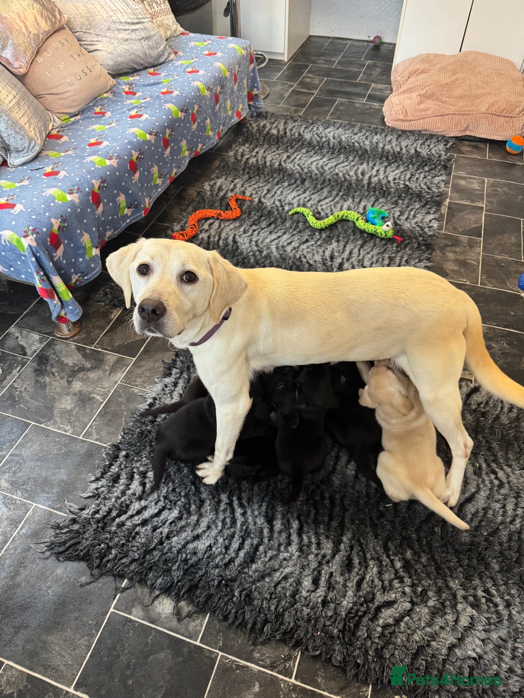 Labrador Retriever dogs for sale: Stunning KC Puppies Health Tested Parents - Advert 23