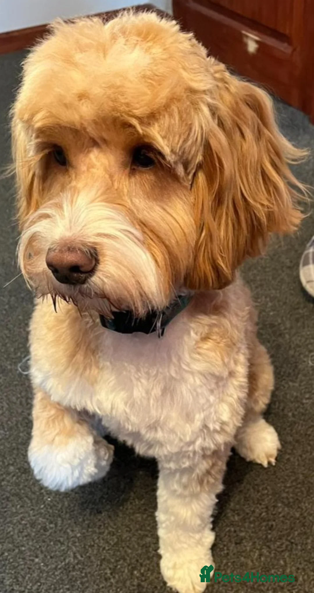 Cockapoo dogs for stud: Proven F1 cockerpoo for Stud in Sutton-in-Ashfield - Advert 5