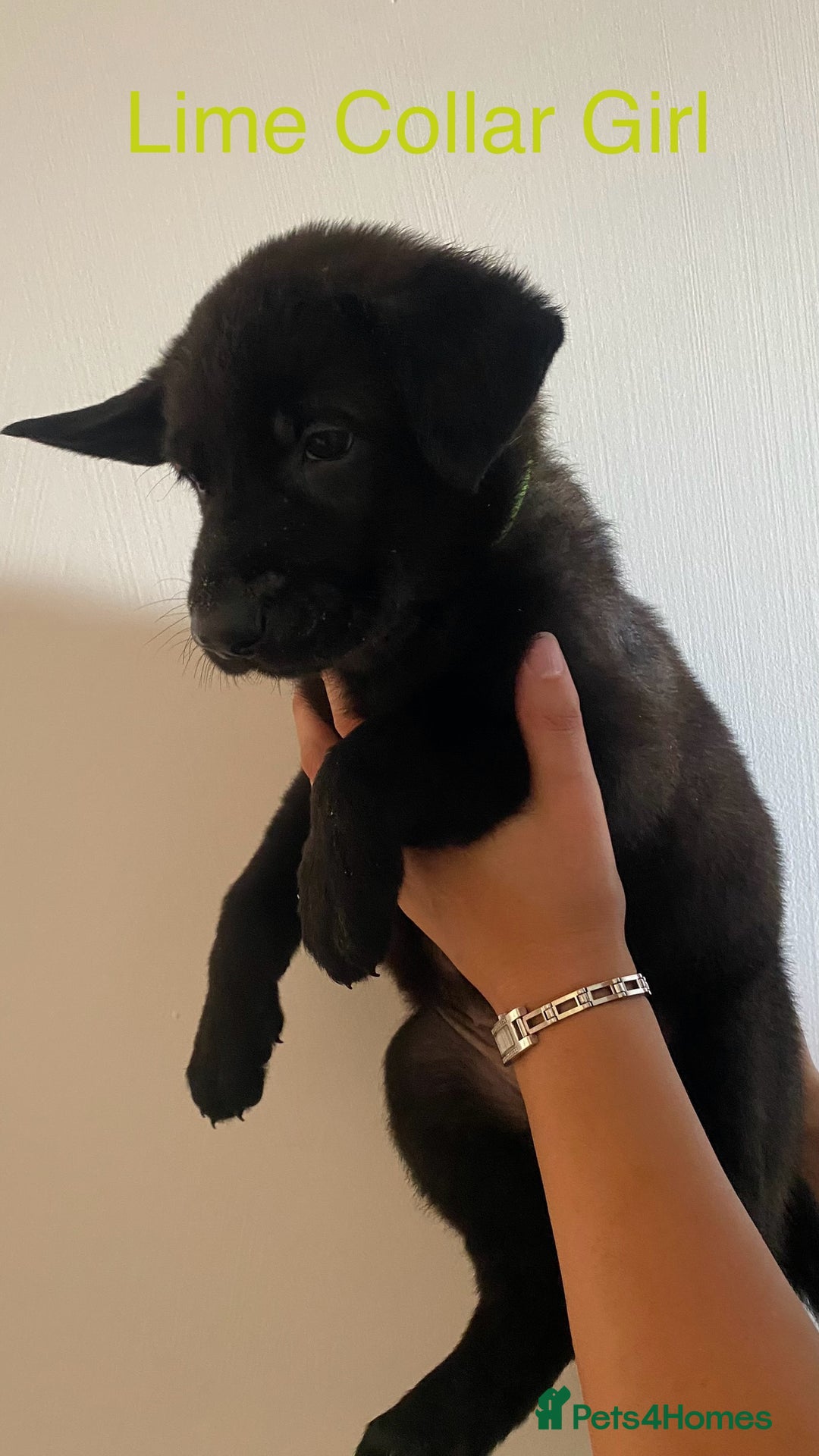 German Shepherd dogs for sale: Working Line German Shepherd Puppies – Cornwall - Image 10