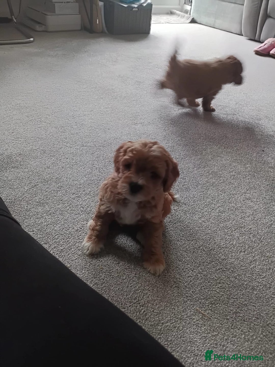 Mixed Breed dogs for sale: Gorgeous puppies for sale - Advert 4