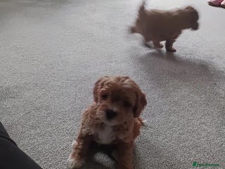 Mixed Breed dogs Gorgeous puppies for sale - Advert 5