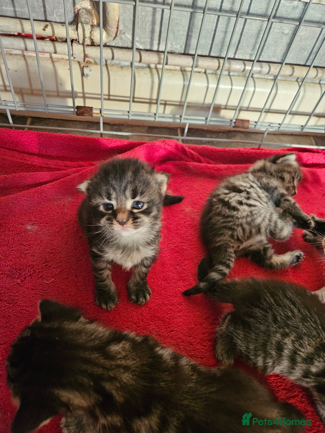 Mixed Breed cats for sale: Four beautiful kittens Ready to go - Image 5