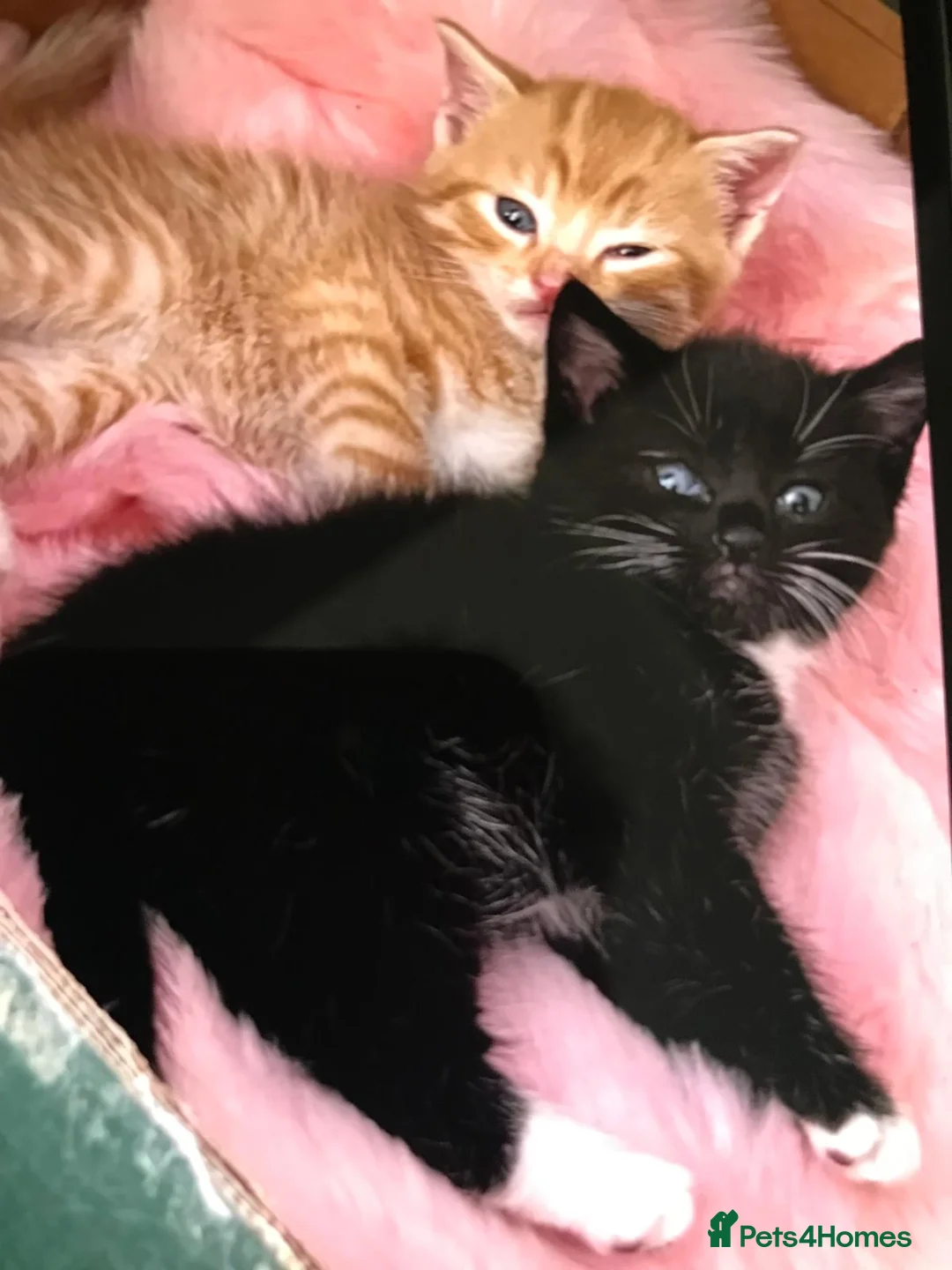 Mixed Breed cats for sale: Adorable 4 kittens  - Advert 2