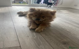 Chow Chow dogs for sale: Female chow chow  - Image 1