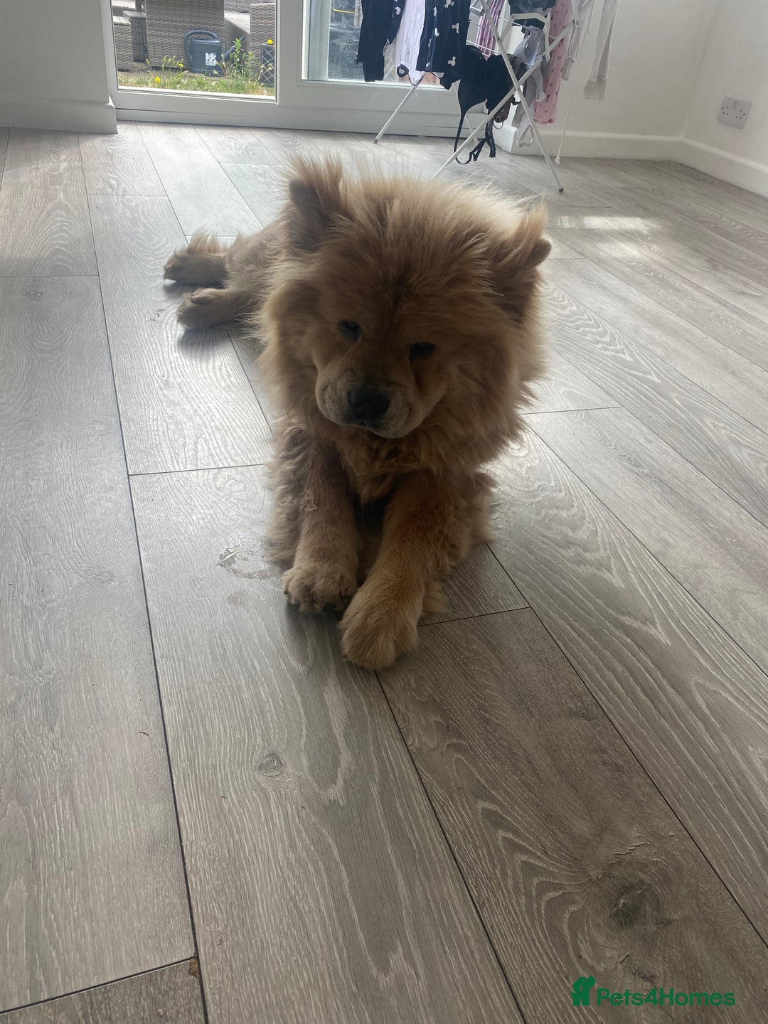 Chow Chow dogs for sale: Female chow chow  - Image 1