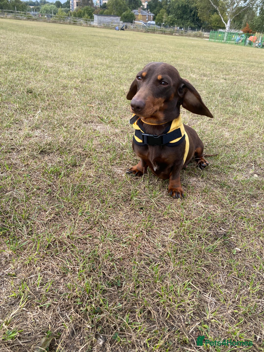 Miniature Dachshund dogs for sale: Trixie kc registered Smooth Miniature dachshund - Advert 5