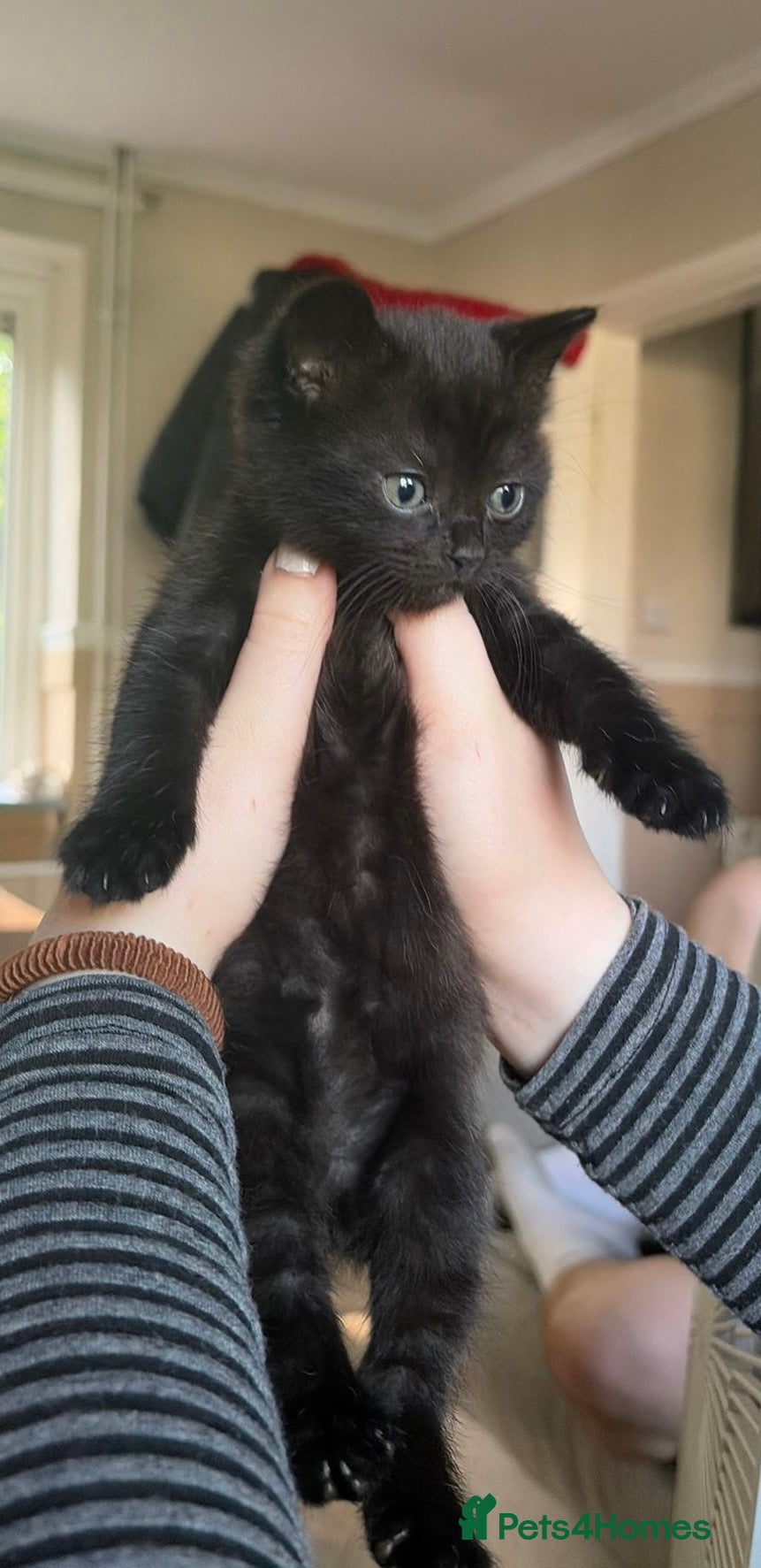 Scottish Fold cats for sale: Half Scottish fold kittens  in Bilston - Advert 26