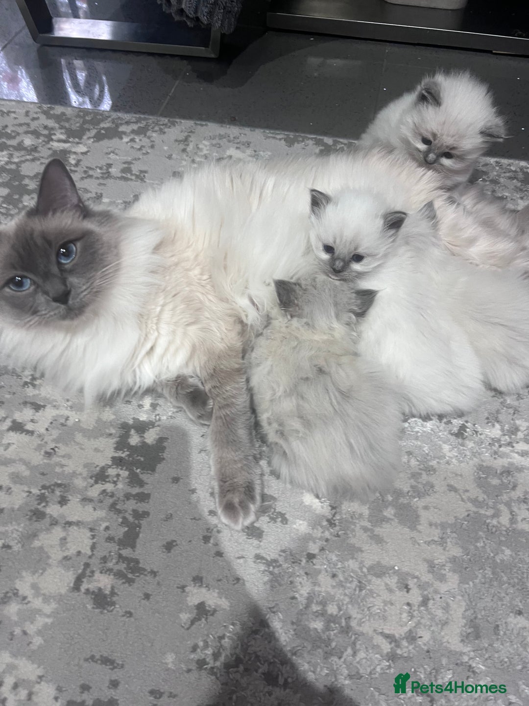 Ragdoll cats for sale: Adorable Ragdoll kittens  - Advert 3