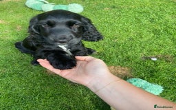 Cocker Spaniel dogs for sale: Show cocker spaniel pups  - Image 23