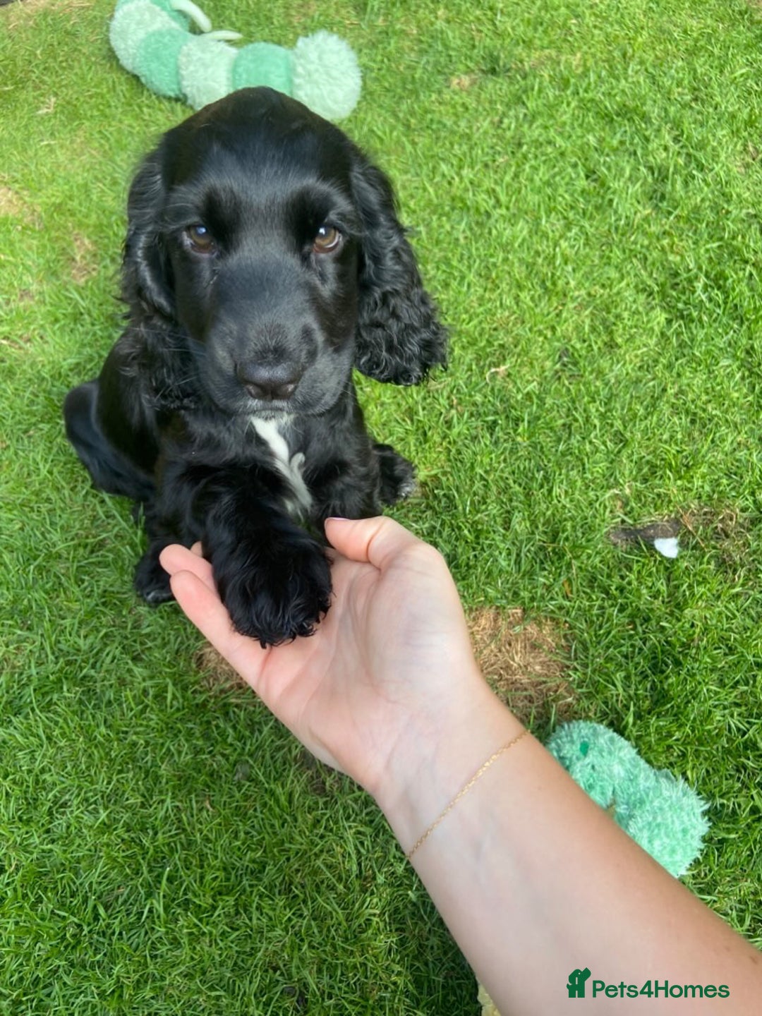 Cocker Spaniel dogs for sale: Show cocker spaniel pups  - Image 23