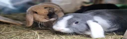 Dwarf Lop rabbits for sale: Adorable, Friendly. Laidback Dwarf Lop Boys 🐰🥰 - Advert 13