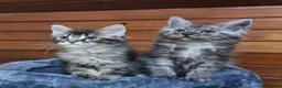 Maine Coon cats for sale: Pedigree Maine Coon Kittens for sale  - Advert 32