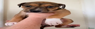 Mixed Breed 5